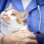 Photo of Animal Hospital of Ennis, PC