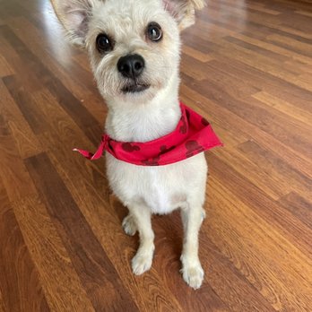 Kaliv's Pet Grooming - Love it! - Pet Groomers Near Me Kaliv's Pet Grooming - Love it! - Pet Groomers Near Me