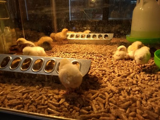 western feed and supply