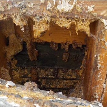 Green Mango Pest Control - Beehive found - Pest Control Near Me - Chandler, Arizona Green Mango Pest Control - Beehive found - Pest Control Near Me - Chandler, Arizona