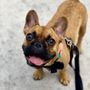 Photo of DOGGIE VIP - Miami