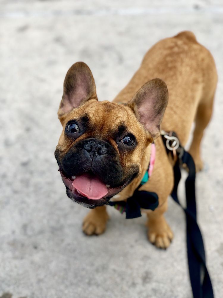 DOGGIE VIP - Miami - pet boarding facility in Miami, FL