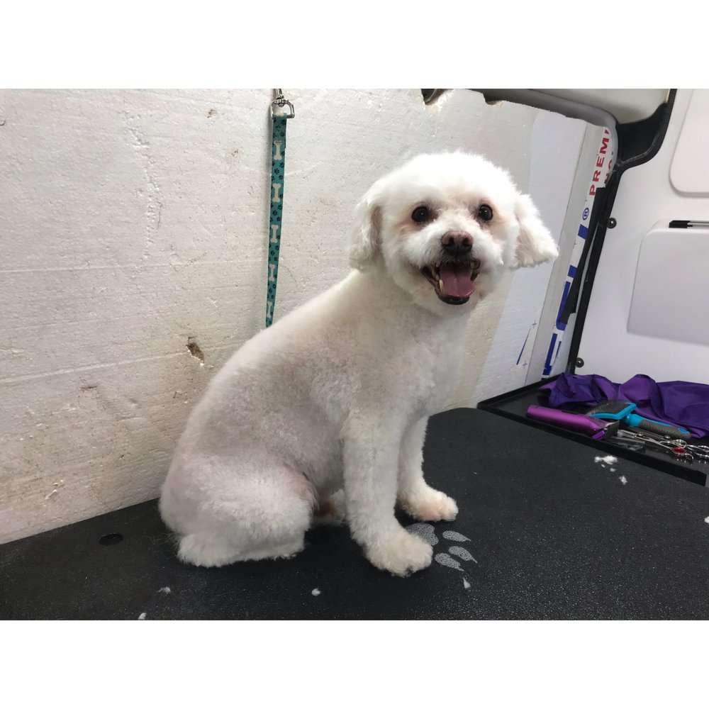 ASHLEY’S HOUSECALL DOG GROOMING Updated March 2024 20 Photos