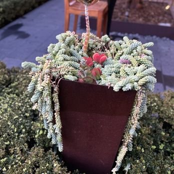 Plateia - Outdoor area - Mediterranean Near Me - Los Angeles, California Plateia - Outdoor area - Mediterranean Near Me - Los Angeles, California