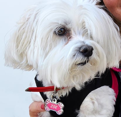 LISA RO ROSS - STATE FARM INSURANCE AGENT - Updated July 2025 - 51