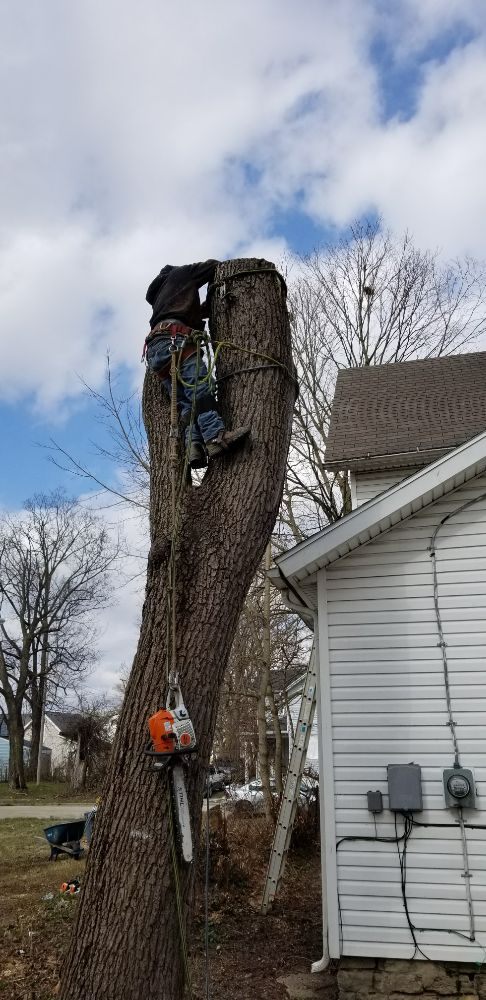 Coleman Lawn and Tree Services - tree service in Springfield, OH