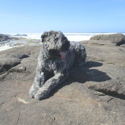 Chomsky the Bouvier des Flandres