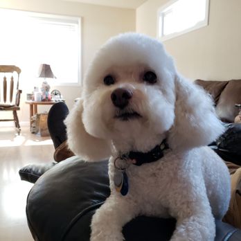 The Pampered Pet - After mocha was groomed. Look how pretty she is - Pet Groomers Near Me - Millbrae, California The Pampered Pet - After mocha was groomed. Look how pretty she is - Pet Groomers Near Me - Millbrae, California