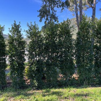 Moon Valley Nurseries - Hedges purchased by a landscaping contractor - Tree Services Near Me - Chino, California