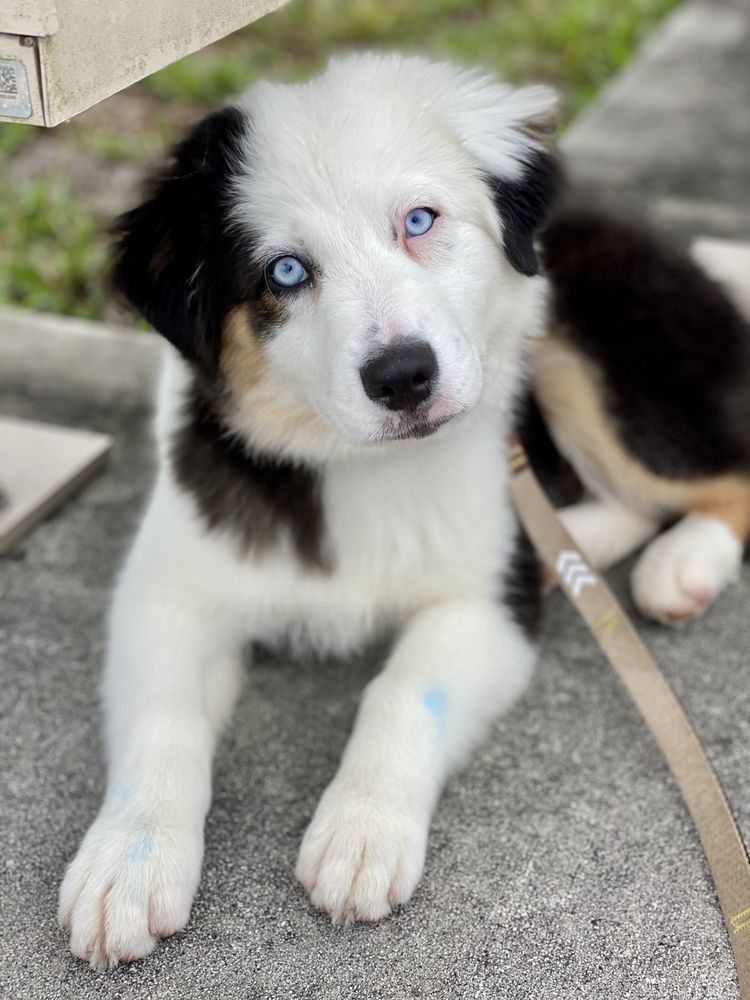 THE BED N BARKFEST Updated October 2024 1200 Canal St, New Smyrna Beach, Florida Pet