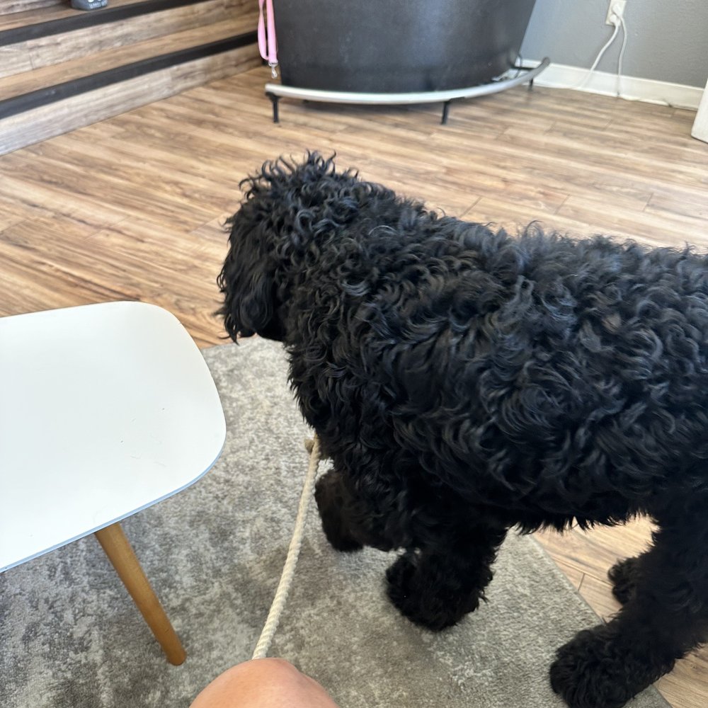 Bitches N Bubbles - Before - Pet Groomers Near Me - Long Beach, California