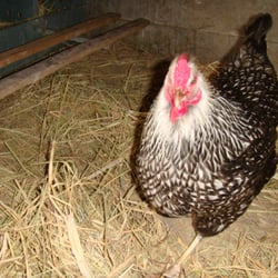 Farm Sanctuary