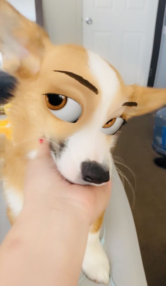 ALL 4 PAWS PET GROOMING Updated July 2024 51 Photos & 14 Reviews