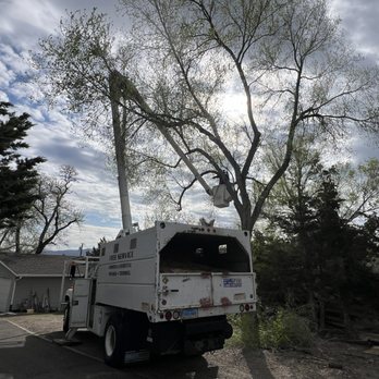 Ohana Tree Bros - Tree Services Near Me - Reno, Nevada Ohana Tree Bros - Tree Services Near Me - Reno, Nevada