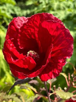 The Dallas Arboretum and Botanical Garden by null