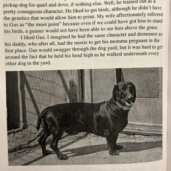 Free Range Dogs - Pet Training Near Me Free Range Dogs - Pet Training Near Me