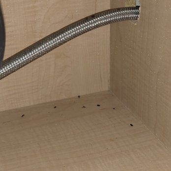 Towson Promenade - Mouse feces under the kitchen sink - Apartments Near Me - Towson, Maryland