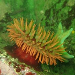 Aquarius Dive Shop - Anemone seen during dive at McAbee Beach