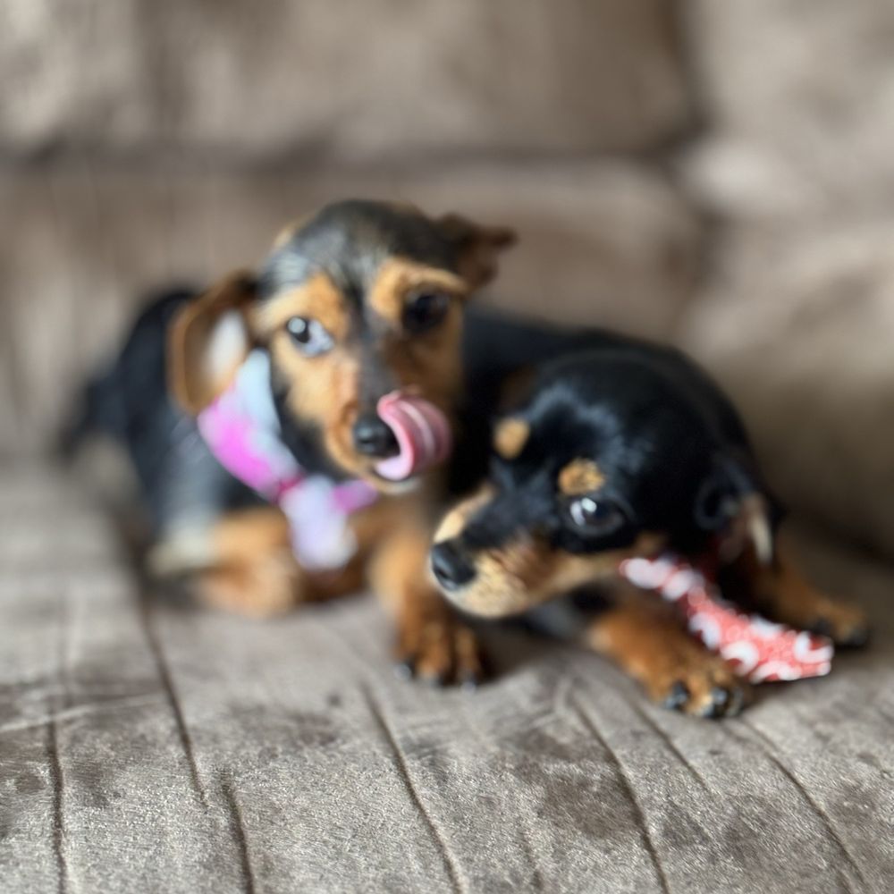 A Tale of Two Rescued Hearts: How Adopting Two Puppies Changed Our ...