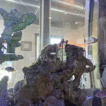 Brew - Nice fish tank - Coffee & Tea Near Me - Hanahan, South Carolina