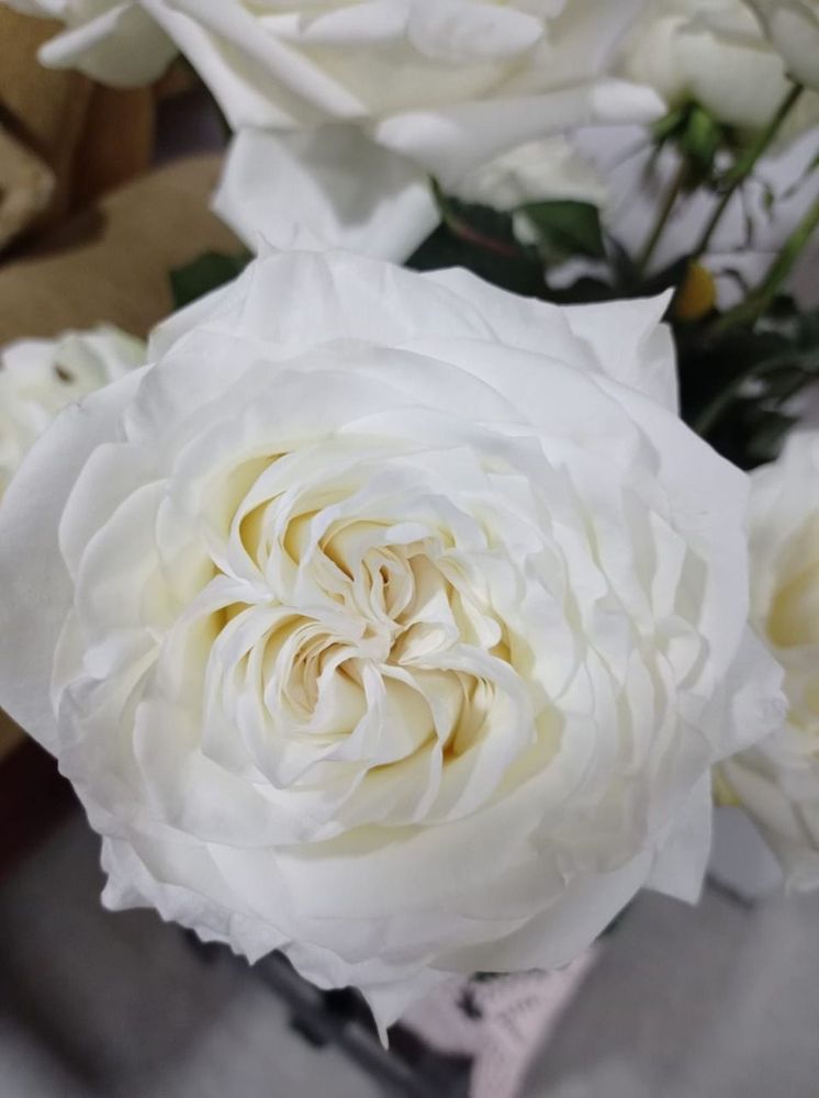 Beautiful white garden rose Yelp