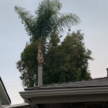 Jae Tree Service - After - Tree Services Near Me