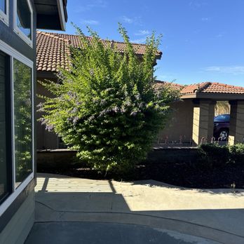 Timber Pros Tree Service - Before - Tree Services Near Me - Fontana , California Timber Pros Tree Service - Before - Tree Services Near Me - Fontana , California