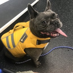 Baloo getting ready for aqua therapy after a serious back injury Baloo getting ready for aqua therapy after a serious back injury