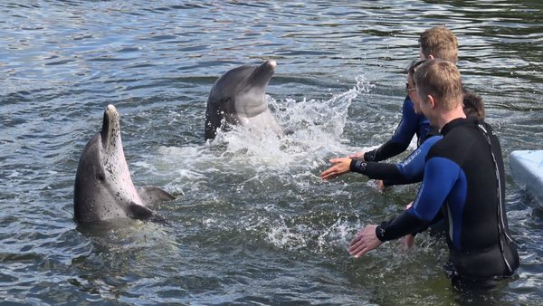 Dolphin Research Center by null