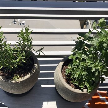 Dream Garden - Rosemary and Mint plants! - Nurseries & Gardening Near Me - Los Angeles, California Dream Garden - Rosemary and Mint plants! - Nurseries & Gardening Near Me - Los Angeles, California