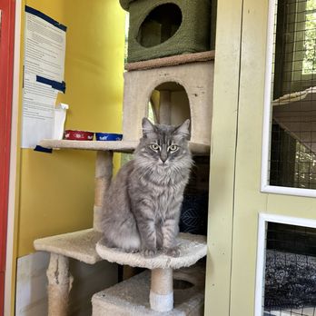 Critter Pet Care - Pet Boarding Near Me - Oakland, California Critter Pet Care - Pet Boarding Near Me - Oakland, California