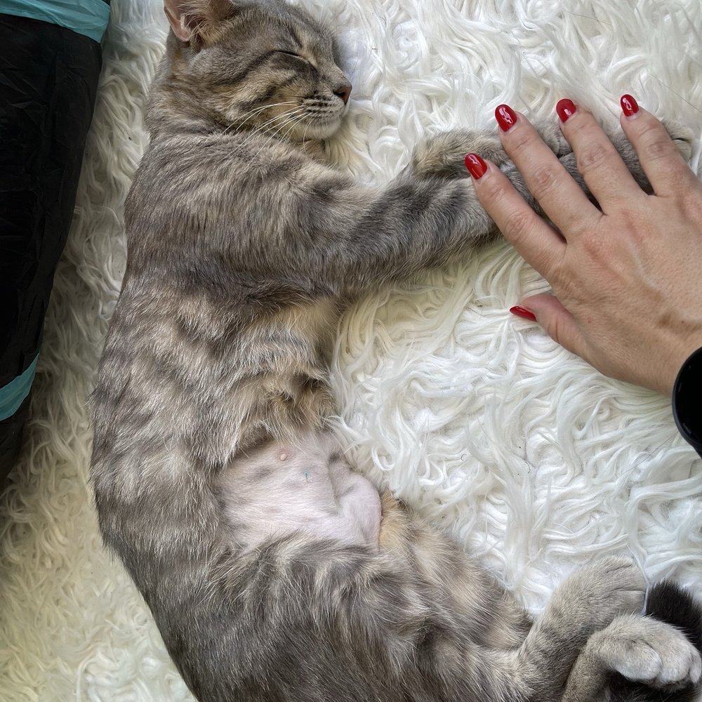 CatCafe Lounge - Community Service/Non-Profit Near Me - Marina del Rey, California CatCafe Lounge - Community Service/Non-Profit Near Me - Marina del Rey, California