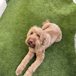 Bodhi relaxing. Bodhi relaxing.