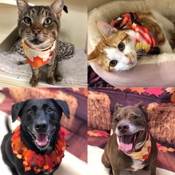 second home dog boarding