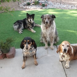 Ralph Clever Working Dogs & Rehabilitation - One- Of- A- Kind Dog Training