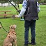 Los Angeles Responsible Pit Bull Owners