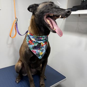 Studio Pet Grooming - .. - Pet Groomers Near Me Studio Pet Grooming - .. - Pet Groomers Near Me
