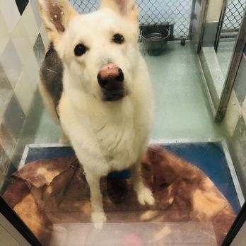 PLANO ANIMAL SERVICES - Updated January 2026 - 78 Photos & 88 Reviews