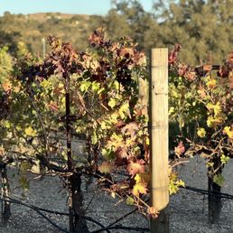 a vineyard in the fall
