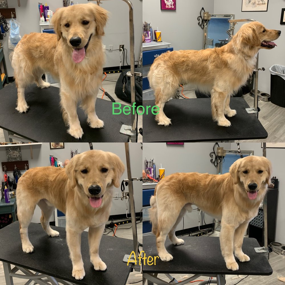 INDIGO BLUE PET SPA Updated August 2024 22 Photos 4472 Wallburg