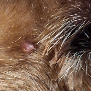 Pristine Pets - Skin cut in corner of eye - Pet Groomers Near Me - Evergreen Park, Illinois