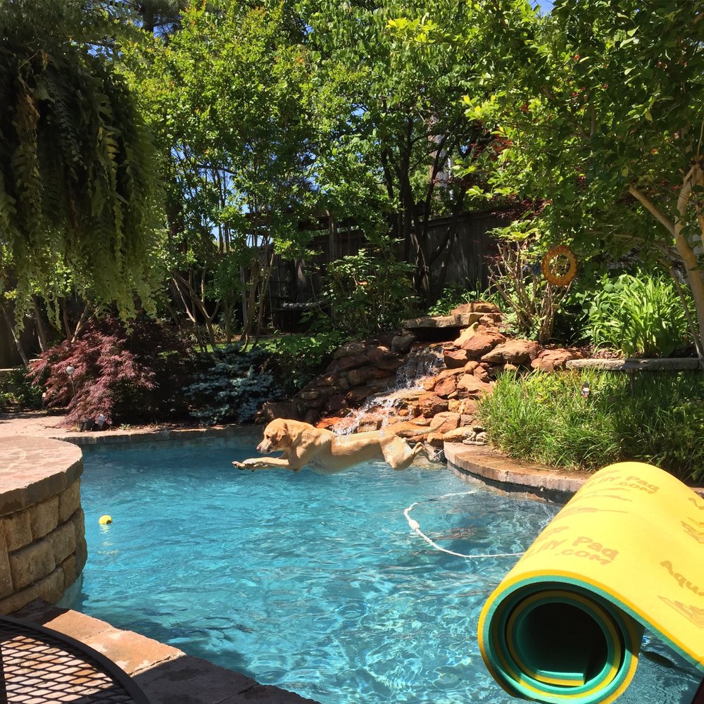 Fiesta Pools & Spas - Clear and dog friendly water! - Hot Tub & Pool Near Me - Tulsa, Oklahoma Fiesta Pools & Spas - Clear and dog friendly water! - Hot Tub & Pool Near Me - Tulsa, Oklahoma