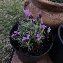 Calloway's Nursery - Lavender