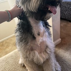 Paw Pals Pet Grooming