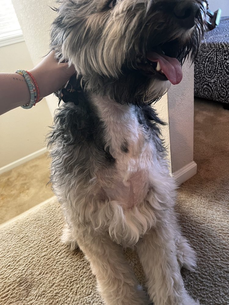 PAW PALS PET GROOMING Updated September 2024 13 Photos 6938 N Oak