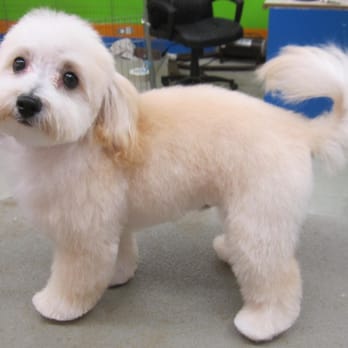 Paradise Paw Spa - Pet Groomers Near Me - Otsego, Minnesota Paradise Paw Spa - Pet Groomers Near Me - Otsego, Minnesota