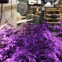 grow lights vancouver