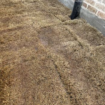 Dallas Sod Grass - Grass after 3 weeks - Landscaping Near Me - Carrollton, Texas Dallas Sod Grass - Grass after 3 weeks - Landscaping Near Me - Carrollton, Texas