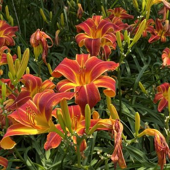 Gibbs Gardens - Day lilies - Botanical Gardens Near Me - Ball Ground, Georgia Gibbs Gardens - Day lilies - Botanical Gardens Near Me - Ball Ground, Georgia