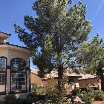 Troy's Tree Service - After - Tree Services Near Me - North Las Vegas, Nevada Troy's Tree Service - After - Tree Services Near Me - North Las Vegas, Nevada